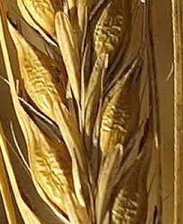 Attēlu rezultāti vaicājumam “Hordeum vulgare fruit”