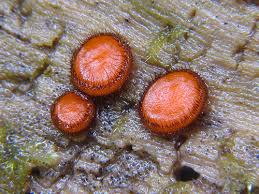 Attēlu rezultāti vaicājumam “Scutellinia scutellata”