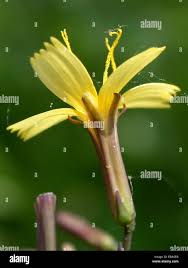 Attēlu rezultāti vaicājumam “Mycelis muralis”