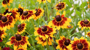 Image result for Sonnenhut