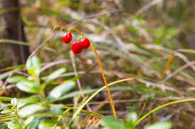 Attēlu rezultāti vaicājumam “Convallaria majalis fruit”