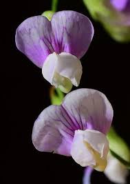 Attēlu rezultāti vaicājumam “Lathyrus palustris”