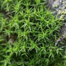 Attēlu rezultāti vaicājumam “Didymodon rigidulus”