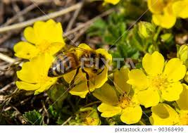 Attēlu rezultāti vaicājumam “Potentilla arenaria”