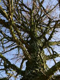 Attēlu rezultāti vaicājumam “Ulmus minor”