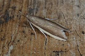 Attēlu rezultāti vaicājumam “Mucronella”