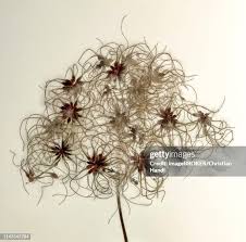 Attēlu rezultāti vaicājumam “Clematis fruit”