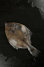 Image result for Liopsetta glacialis