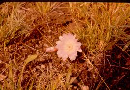 Attēlu rezultāti vaicājumam “Libanotis montana flower”