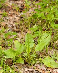 Attēlu rezultāti vaicājumam “Plantago uniflora leaf”