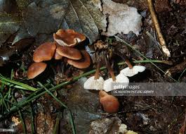 Attēlu rezultāti vaicājumam “Collybia sp.”