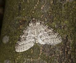 Attēlu rezultāti vaicājumam “Trichopteryx carpinata”