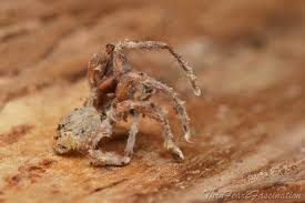 Attēlu rezultāti vaicājumam “Torrubiella arachnophila”