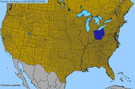 Image result for Artemisia gmelinii