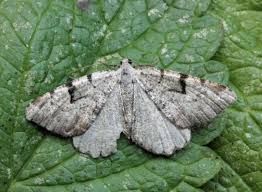 Attēlu rezultāti vaicājumam “Macaria wauaria”