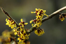 Attēlu rezultāti vaicājumam “Hamamelis japonica”