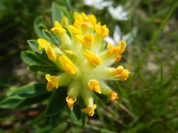 Image result for Anthyllis vulneraria
