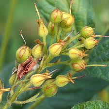 Attēlu rezultāti vaicājumam “Lysimachia thyrsiflora bud”