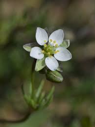 Attēlu rezultāti vaicājumam “Spergula morisonii”