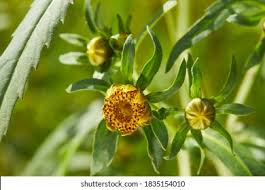 Attēlu rezultāti vaicājumam “Bidens tripartita flower”