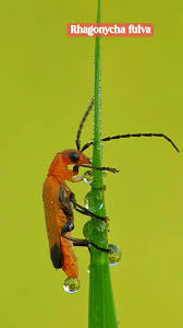 Attēlu rezultāti vaicājumam “Rhagonycha fulva”