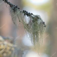 Attēlu rezultāti vaicājumam “Usnea filipendula”