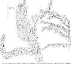 Attēlu rezultāti vaicājumam “Eurhynchiastrum pulchellum”