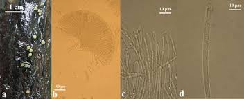 Attēlu rezultāti vaicājumam “Vibrissea decolorans”