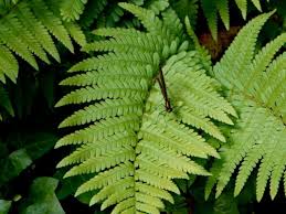 Attēlu rezultāti vaicājumam “Phegopteris connectilis”