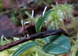 Attēlu rezultāti vaicājumam “Typhula erythropus”