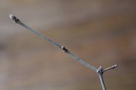 Attēlu rezultāti vaicājumam “Lonicera tatarica bud”