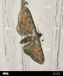 Attēlu rezultāti vaicājumam “Eupithecia icterata female”