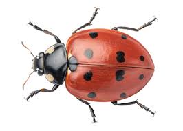 Attēlu rezultāti vaicājumam “Coccinella septempunctata”