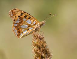 Attēlu rezultāti vaicājumam “Issoria lathonia”