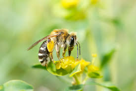 Attēlu rezultāti vaicājumam “Andrena”