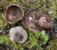 Attēlu rezultāti vaicājumam “Disciotis venosa”