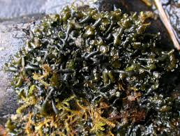 Attēlu rezultāti vaicājumam “Collema”