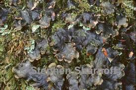 Attēlu rezultāti vaicājumam “Peltigera polydactylon”