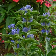 Attēlu rezultāti vaicājumam “Gentiana cruciata”