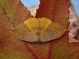 Attēlu rezultāti vaicājumam “Watsonalla binaria”