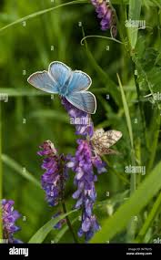 Attēlu rezultāti vaicājumam “Agrodiaetus amandus female”