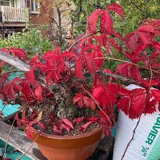 Image result for parthenocissus bonsai