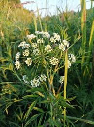 Attēlu rezultāti vaicājumam “Cicuta virosa flower”