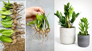 Image result for zamiokulkas