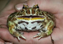 Image result for Ceratophrys ornata