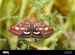 Attēlu rezultāti vaicājumam “Pyrausta purpuralis”