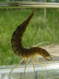 Attēlu rezultāti vaicājumam “Dytiscus sp. larva”