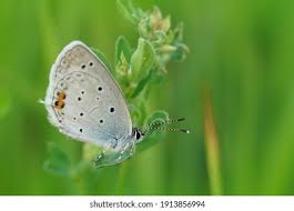 Attēlu rezultāti vaicājumam “Everes argiades underside”