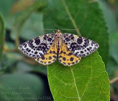 Attēlu rezultāti vaicājumam “Arichanna melanaria”