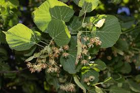 Attēlu rezultāti vaicājumam “Tilia x moltkei”